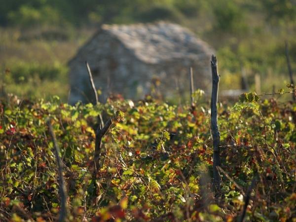 croatian wine vines